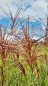 Preview: Garten Chinaschilf Malepartus